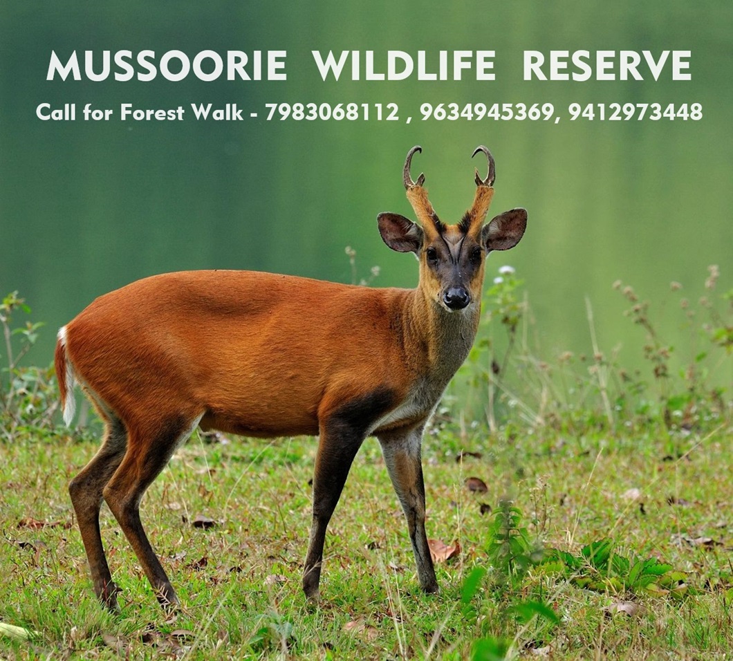 Forest Walk in Mussoorie Wildlife Sanctuary