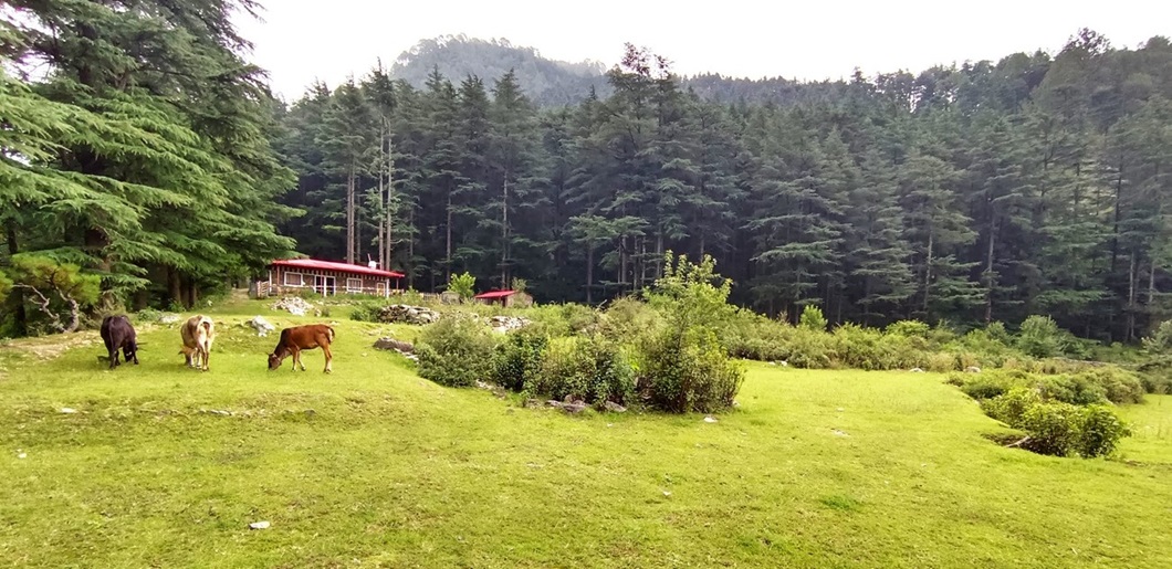 Forest Walk in Mussoorie