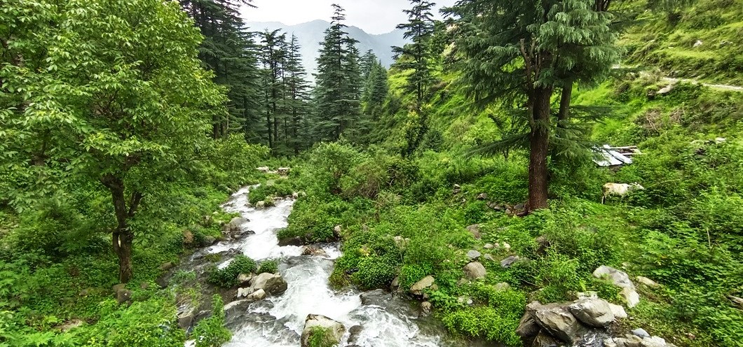 Forest Walk in Mussoorie